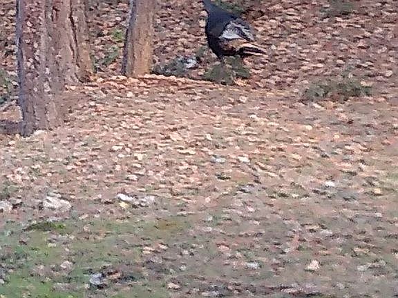 Wild Turkey
