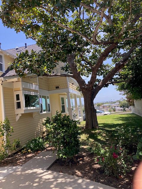 Old-growth magnolia tree view