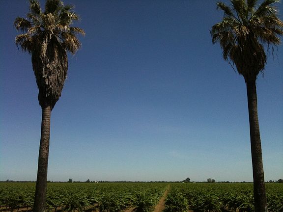 Vineyard view from the porch