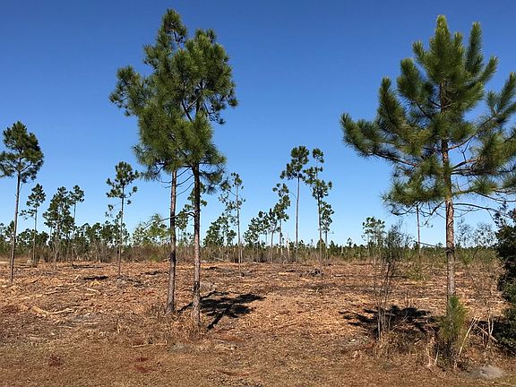 4th image of 133 Torrey Pine Trl