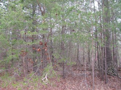 Forest View Dr, Fairfield glade, TN, 38558