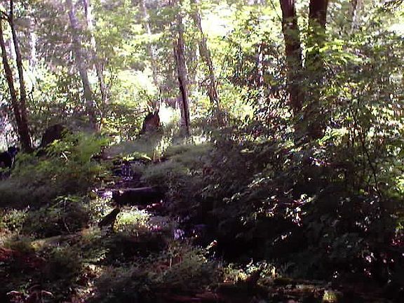 Looking down the creek