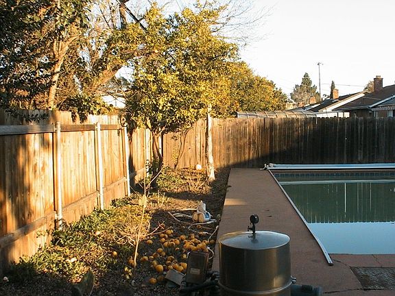 Fruit trees for privacy and pickin!