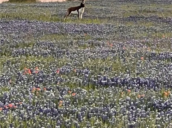 2265 County Road 106, Purmela, TX 76566