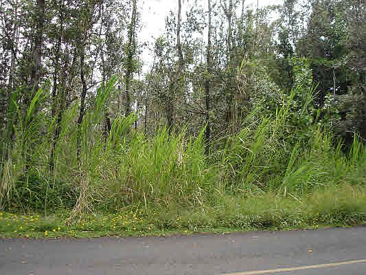 1st image of 19th Ave Lot 61