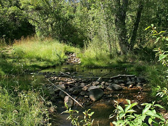 Mountain stream in backyard