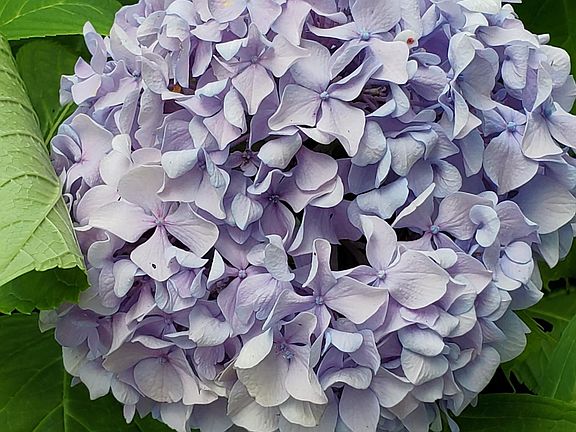 Hydrangeas in front yard