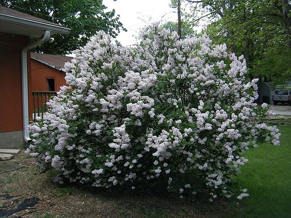 Lilacs smell good!