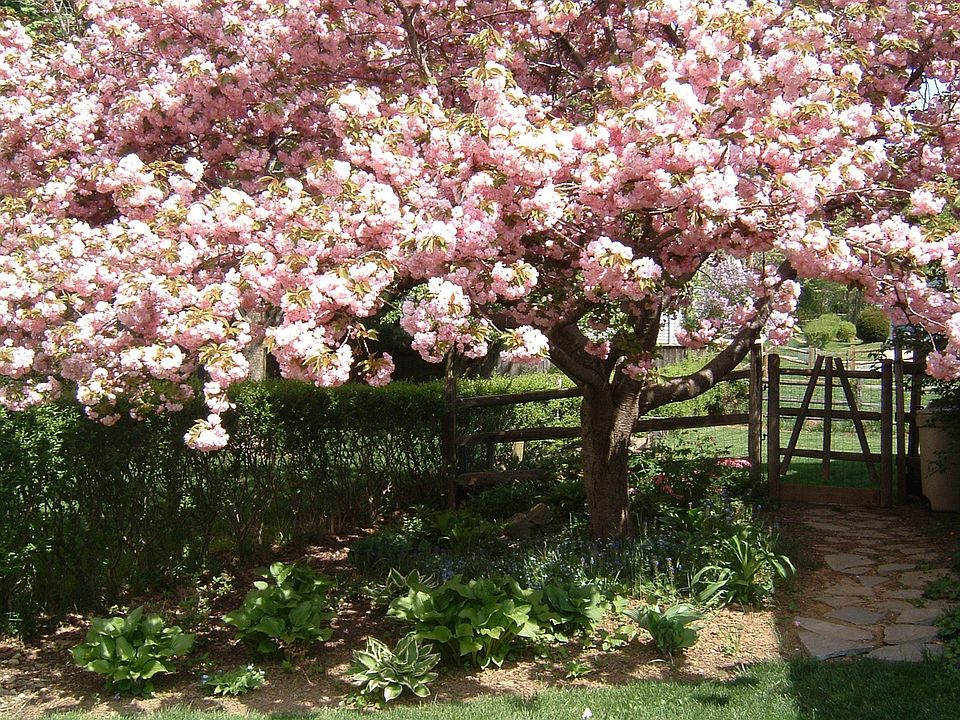 Side Yard