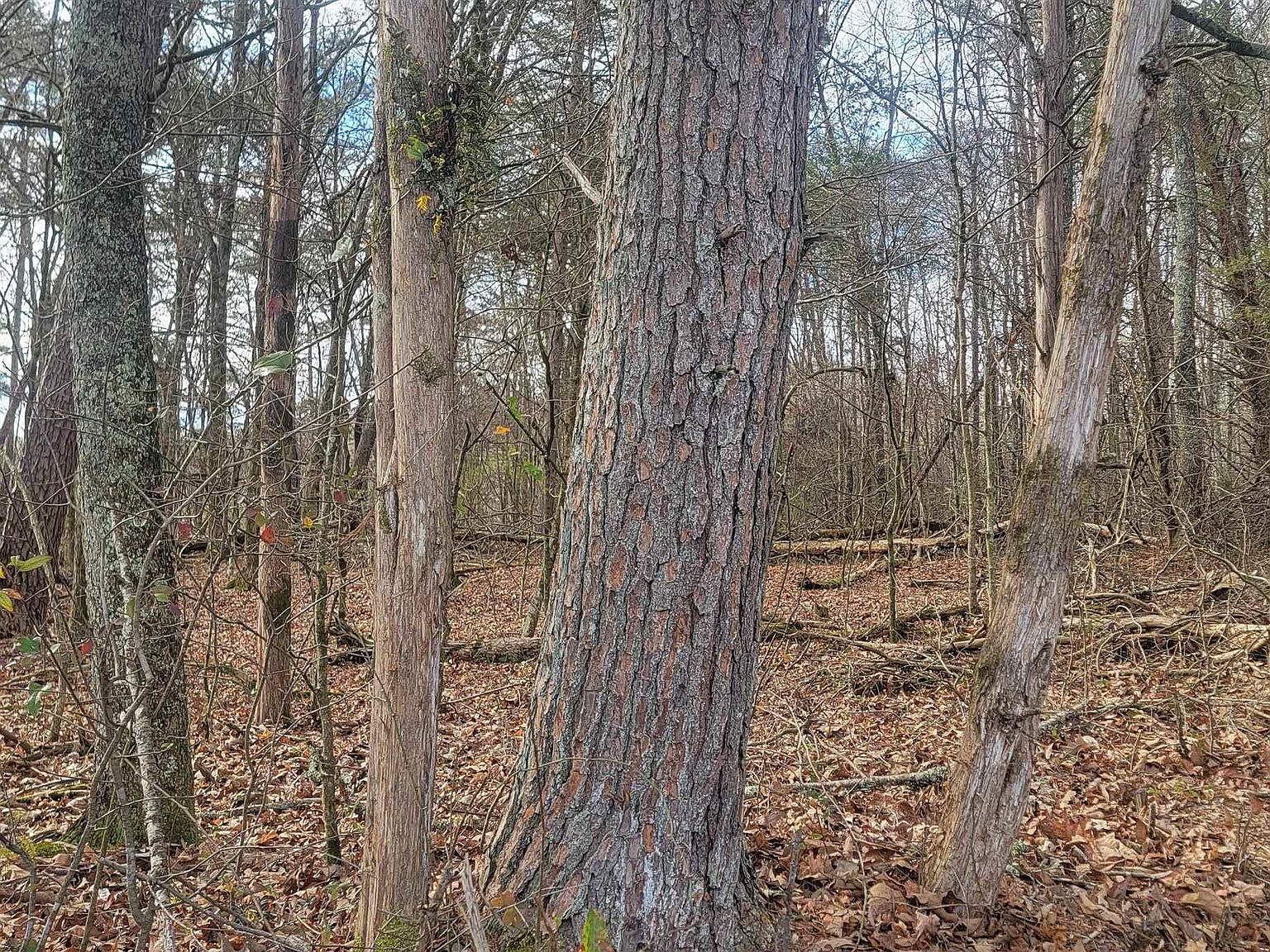 311 County Road 276, Collinsville, AL 35961 Zillow