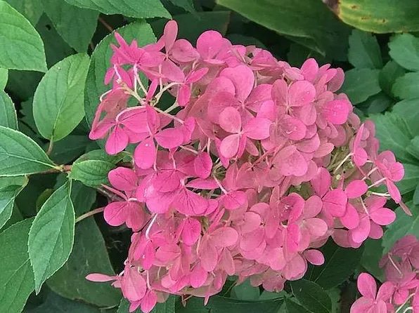 118 Maple Rd, East Aurora, NY 14052