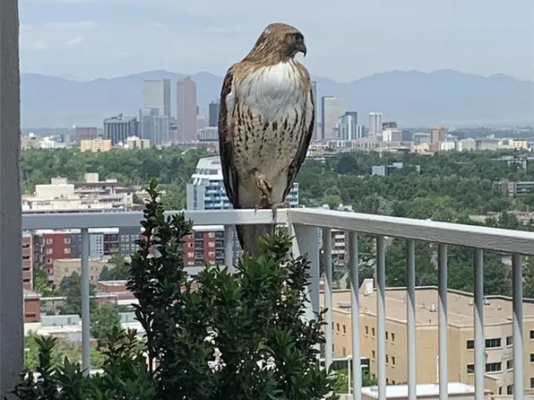 955 Eudora Street Bldg E #1804, Denver, CO 80220