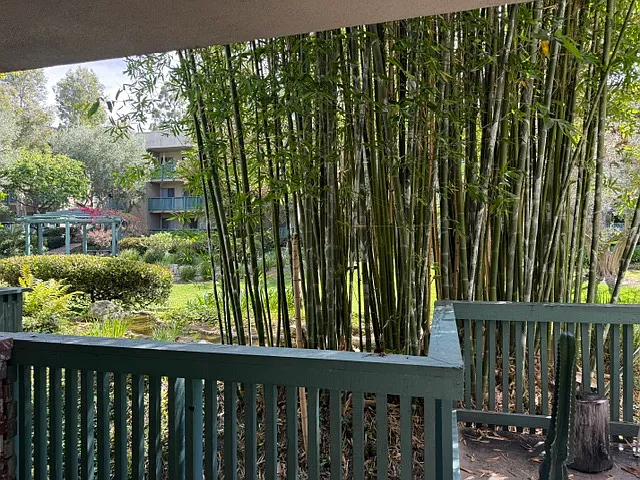 View from Living Room