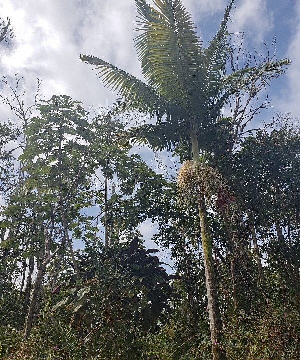 2nd image of Pomaikai St Lot 50