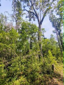 NE 386th Ave, Old Town, FL, 32680