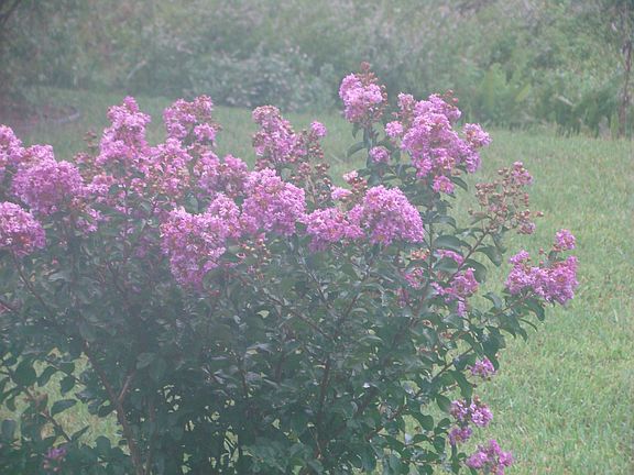 Mature crepe myrtals and wisteria