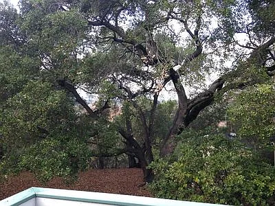 Live Oak Apartments — Photo 87