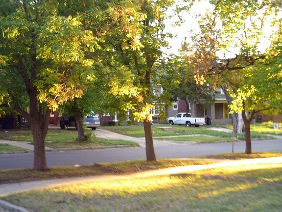 Chinese Pistachio trees