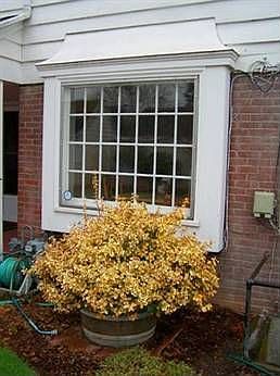 Back Window