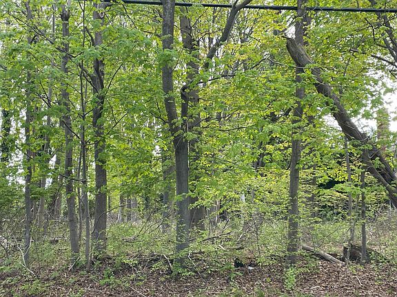 4th image of 56 Moses Ln