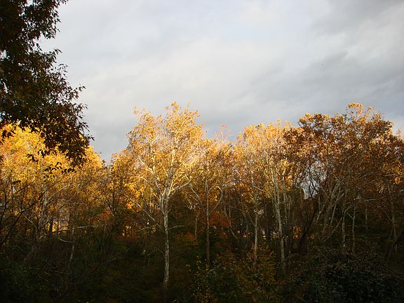 view/ dining room window