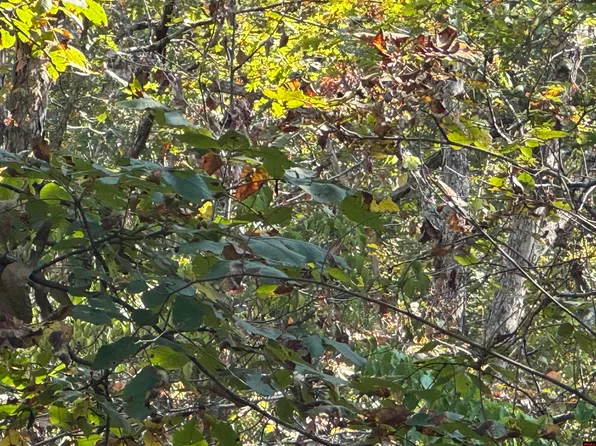 575-00021-000 Hillside Rd, Flippin, AR 72634