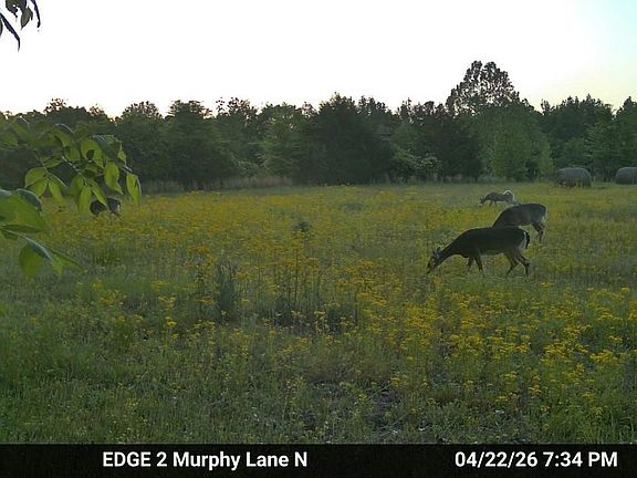 3rd image of 980 Murphy Ln