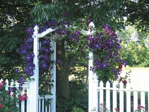 Arbor with Clematis growing