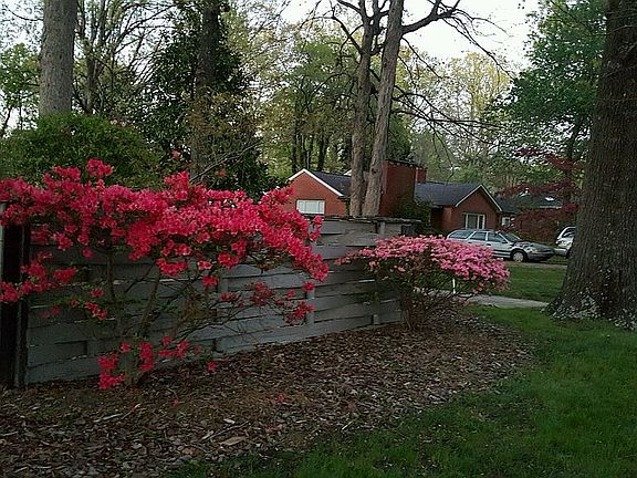 Azaleas Front