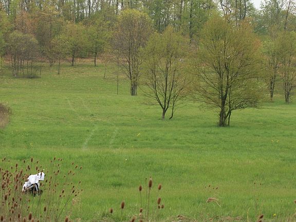 Cleared portion of lot