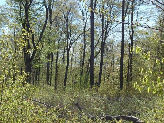 4th image of 5275 Burt Lake Views Dr