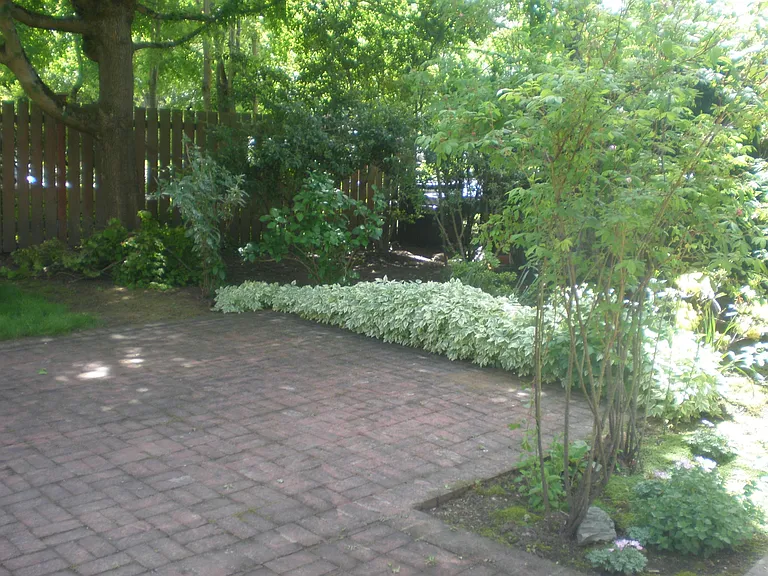 patio in the back yard