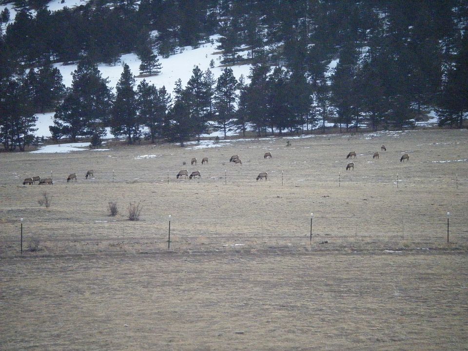 Elk