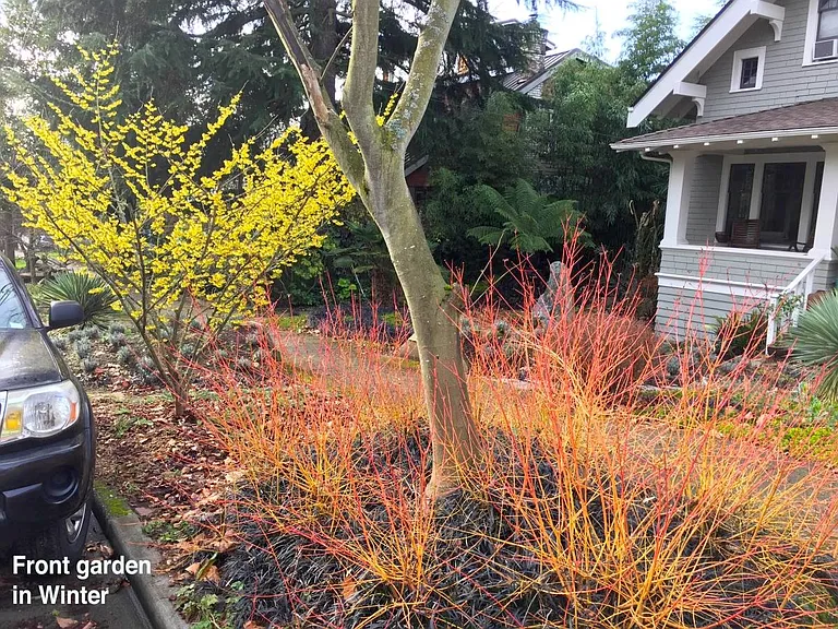 garden in winter showing year-round garden plantings