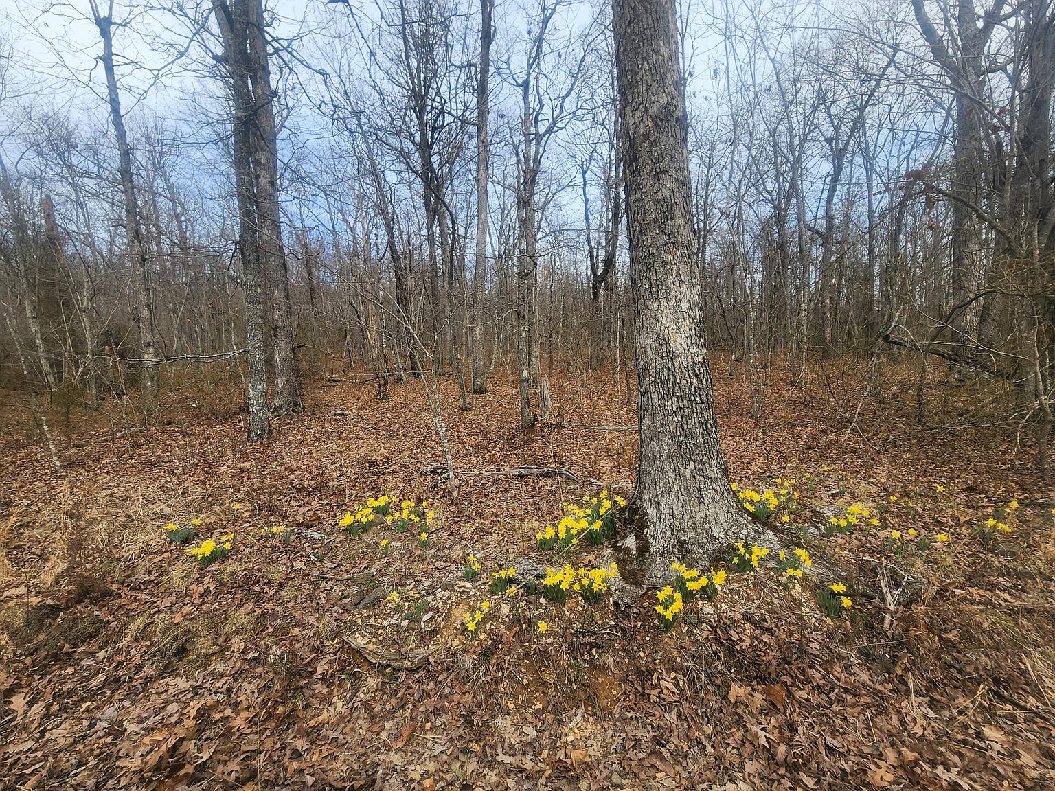 Hc 30 Box 64A, Pelsor, AR 72856 MLS 148632 Zillow
