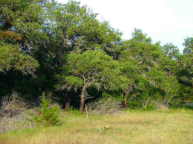 1st image of 83C Camino Primero
