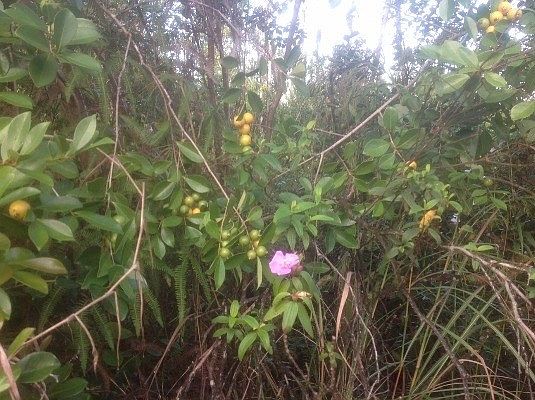 1st image of Aloha Dr Lot 65