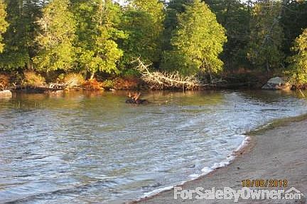 Sandy beach & moose for viewing....
						:
						A rare sand beach for swimming and kayaking...
