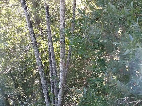 Beautiful wooded lot borders Mt. Tam