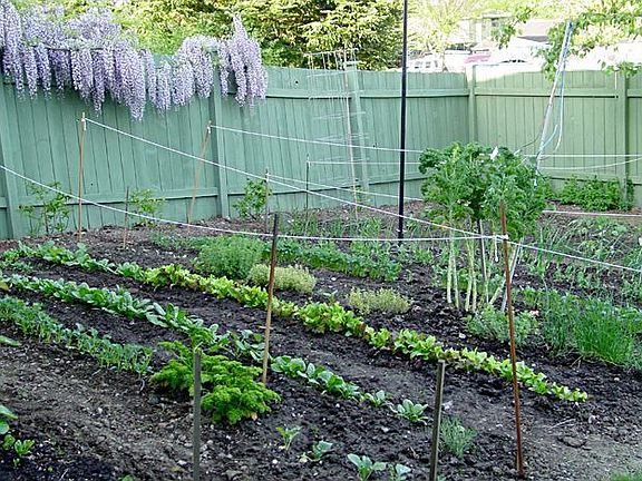 Garden area