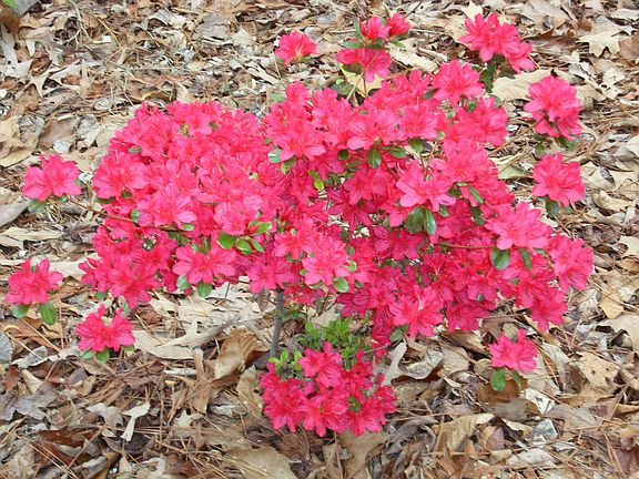 Yard fulll of Azeleas