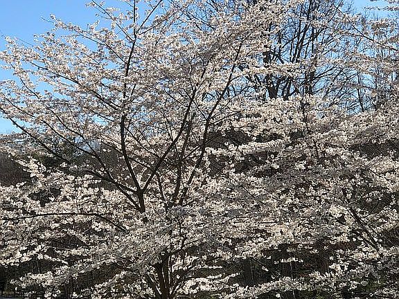 Japanese Cherry Trees 