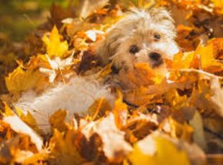 2104 Morgan St, Edgewood, MD 21040