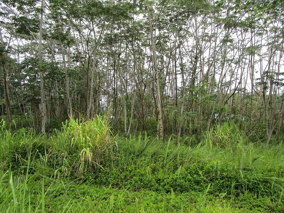 2nd image of 26th Avenue Olena Lot 818