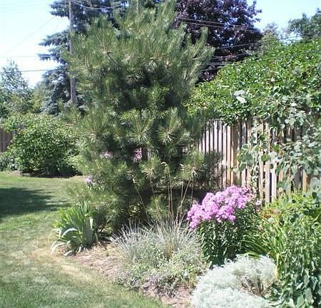 back yard