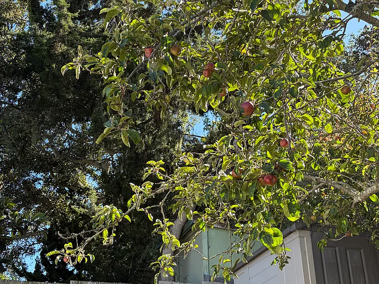 Apple tree and storage shed in the backyard.