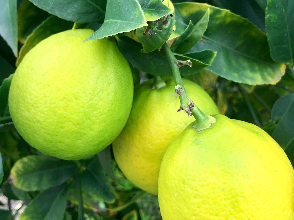 Lemon trees in front and back of property