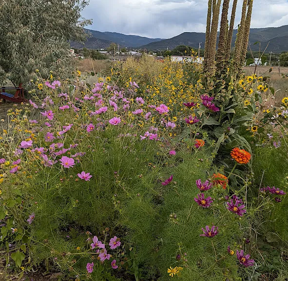 A view of the garden