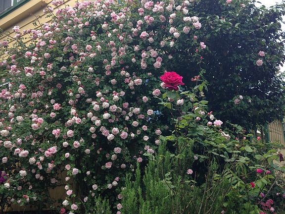 Garden in spring time
