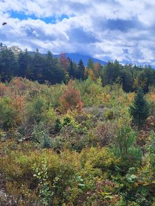 22.4.6 Mckenzie Woods Road, Franconia, NH, 03580